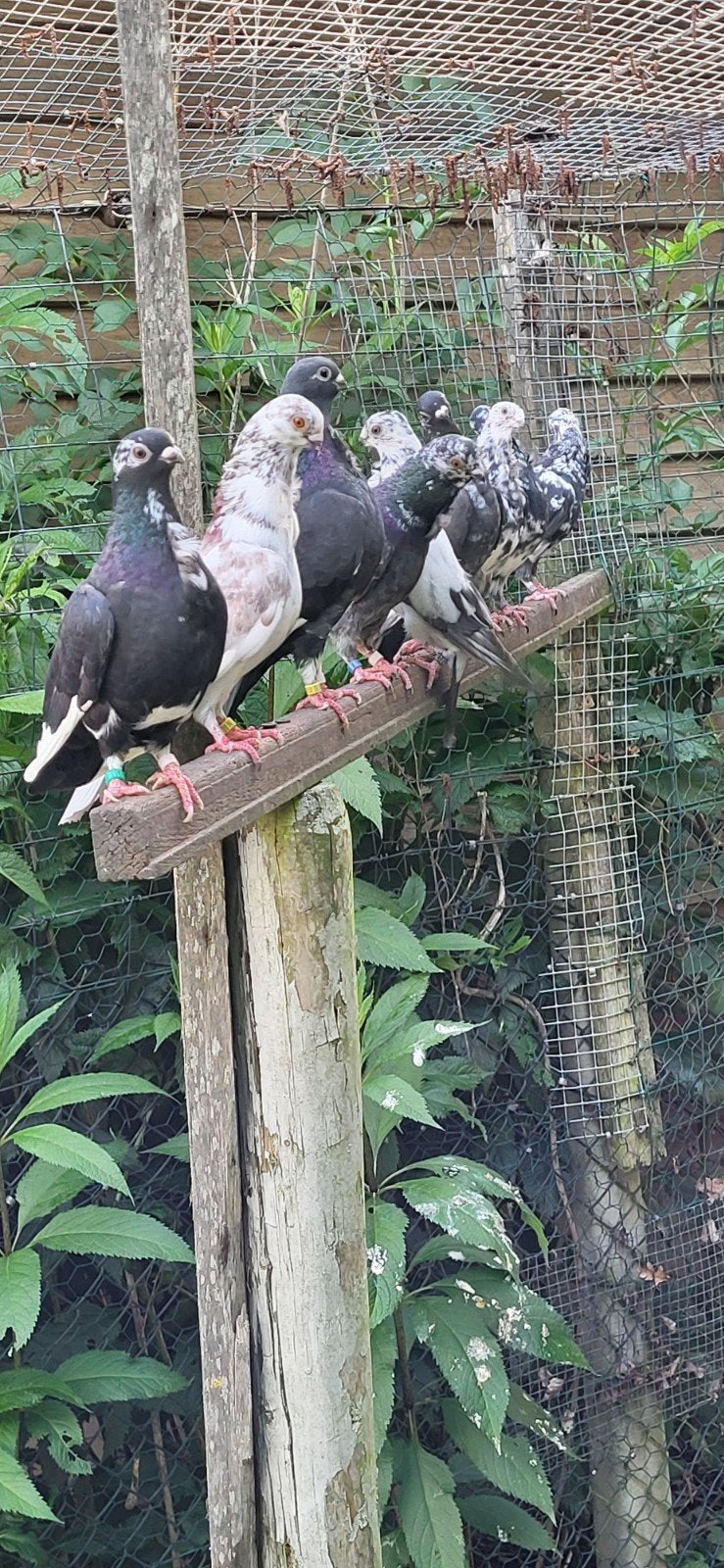 Figurita duiven, Dieren en Toebehoren, Meerdere dieren, Postduif