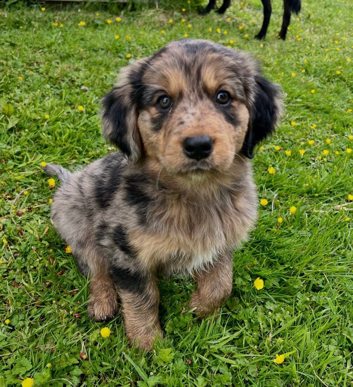 Puppy gezocht! Kruising Golden Retriever Australian Sheperd, Teef, Eén hond, Middel, Nederland