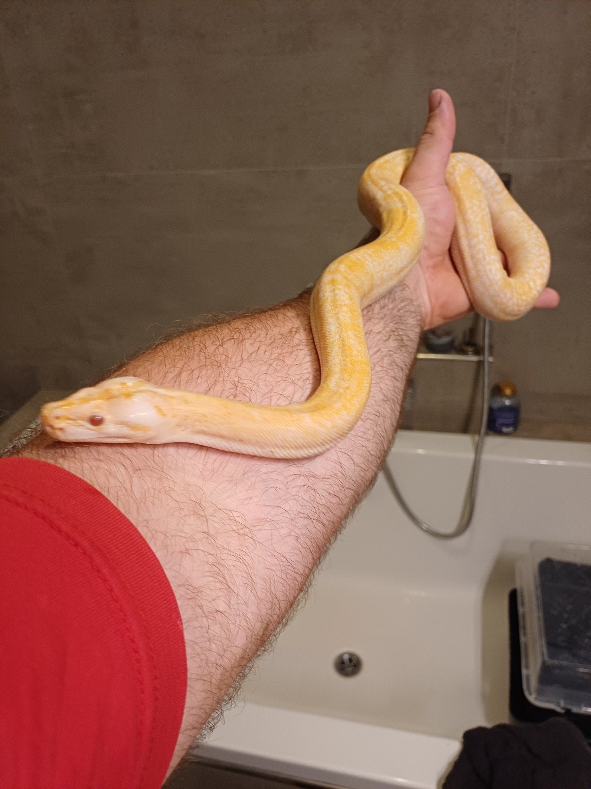 ALBINO GRANITE TIJGERPYTHON., Dieren en Toebehoren, Slang, 0 tot 2 jaar