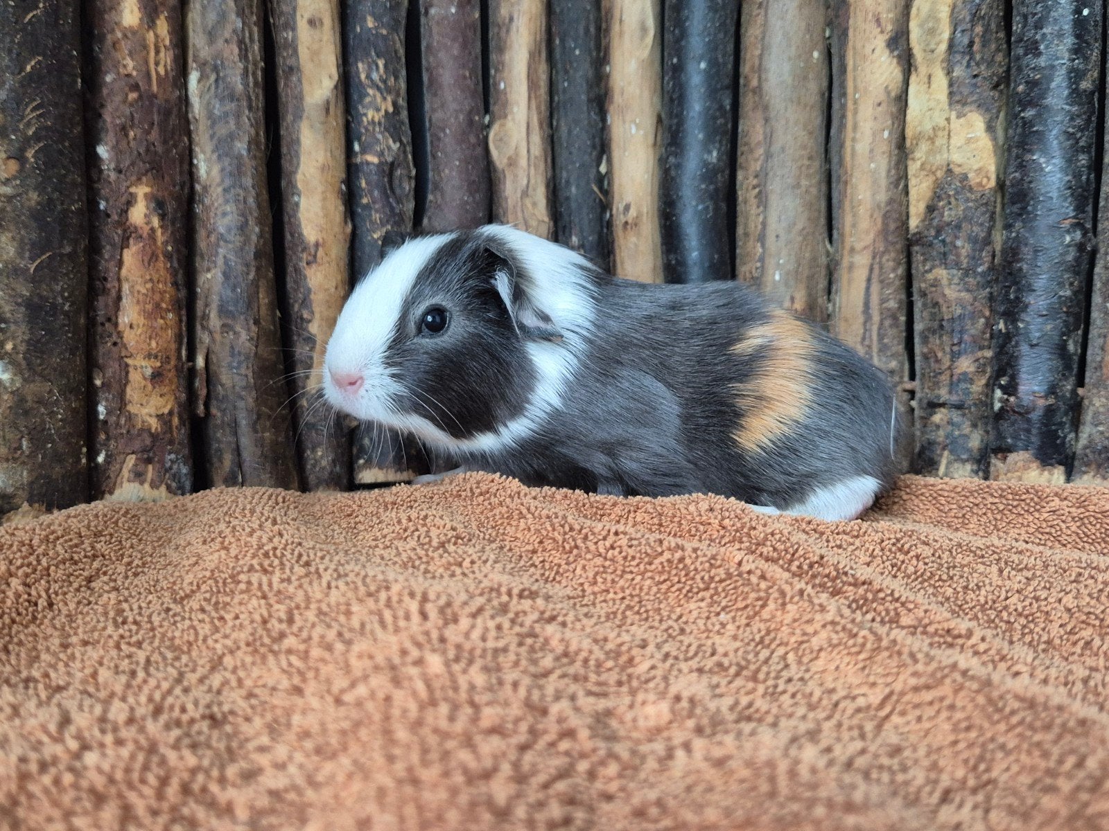 Blauw/amber/wit gladhaar beertje grijs antraciet knuffel, Dieren en Toebehoren, Cavia, Mannelijk, Tam, September