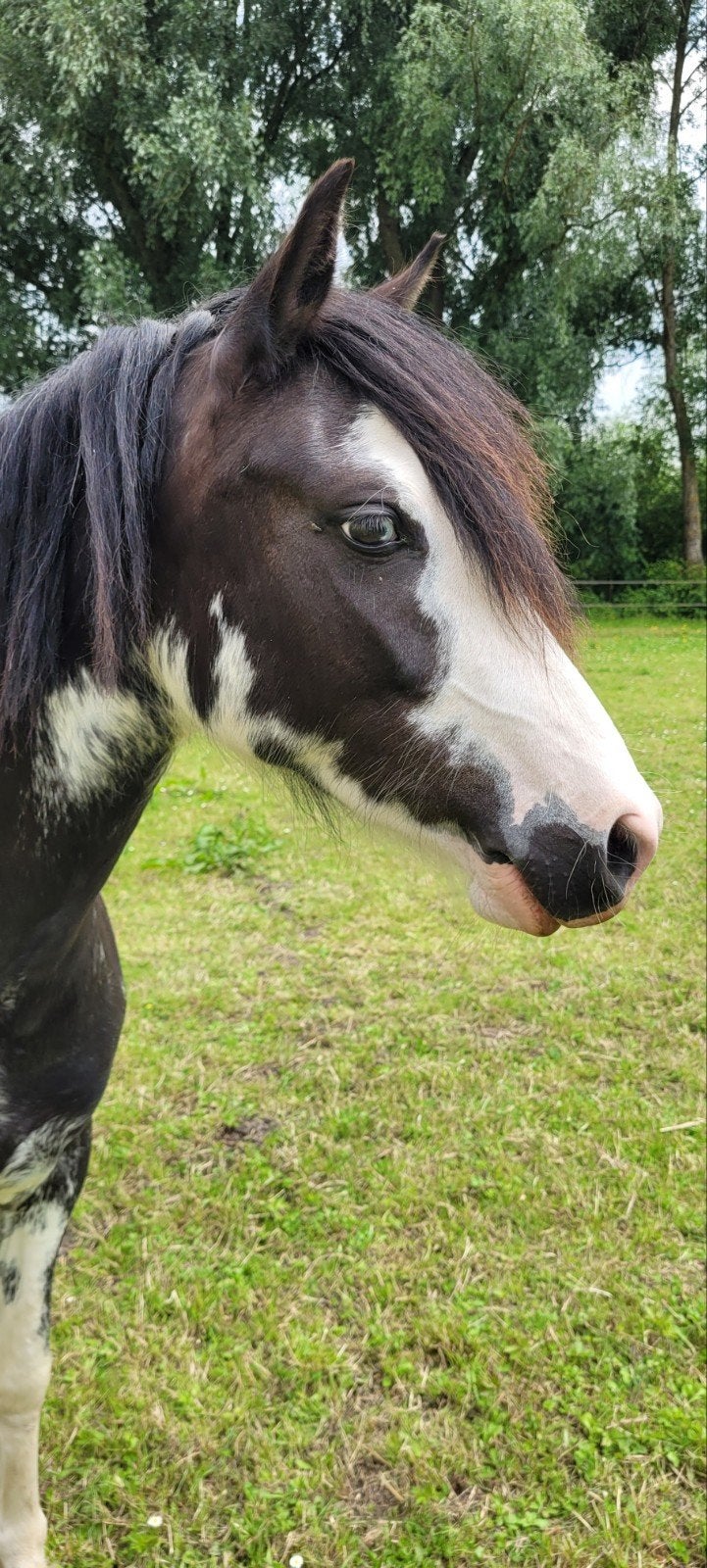 Aparte welsh pony, Dieren en Toebehoren, Pony's, Merrie, Onbeleerd, 3 tot 6 jaar