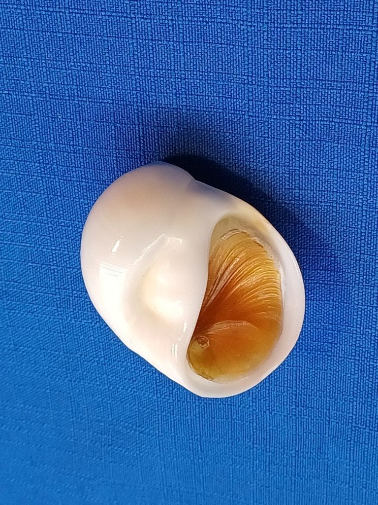schelpen, Polinices tumidus, Ophalen of Verzenden, Schelp(en)