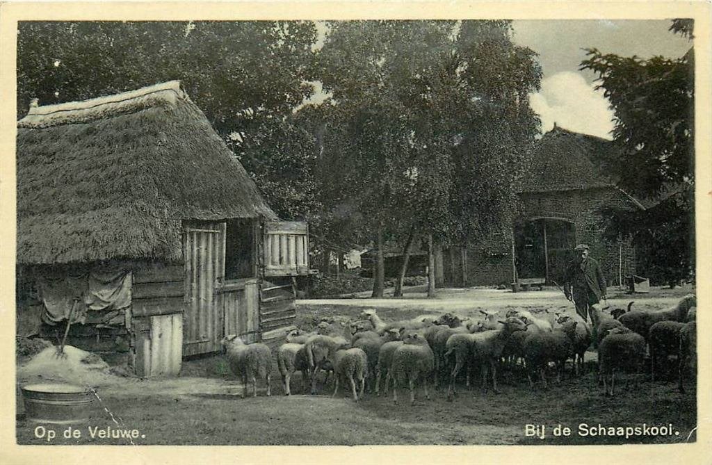 388-469-003 Op de Veluwe Bij de Schaapskooi, Verzamelen, Verzenden, Voor 1920, Gelderland