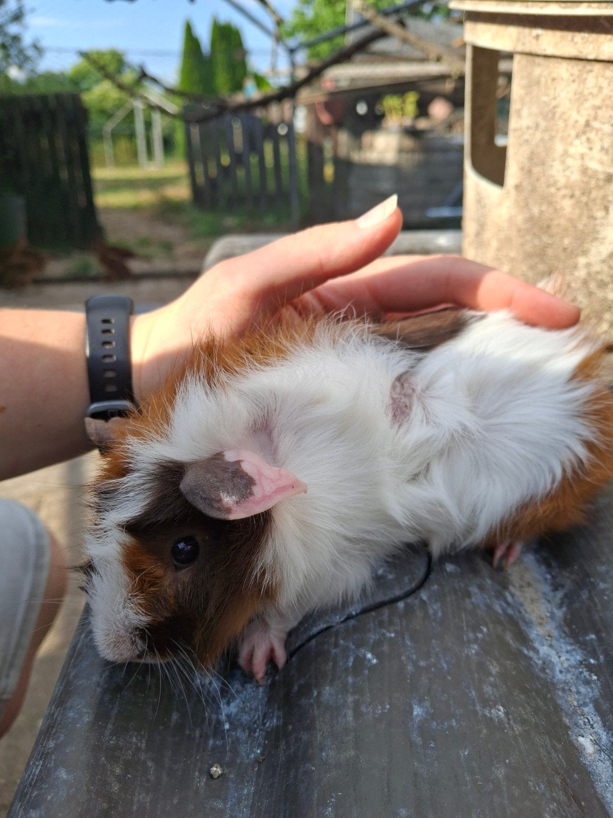 cavia beertje borstelhaar, Dieren en Toebehoren, Juni, Mannelijk, Cavia