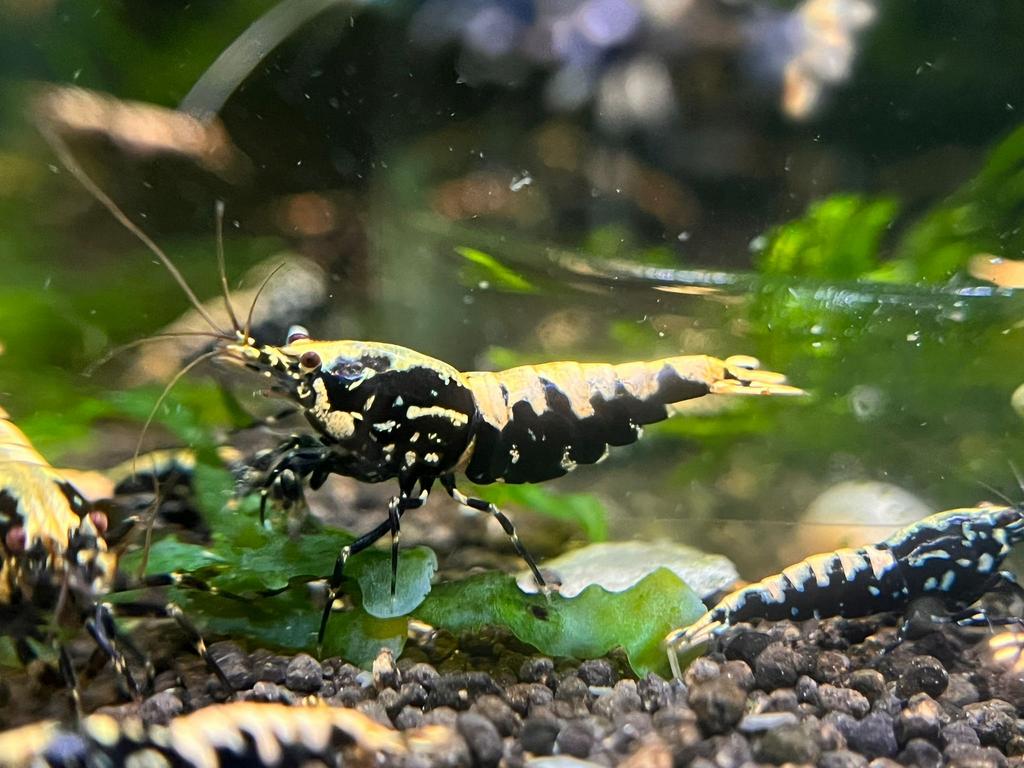 Galaxy Fishbone Snowflake Black. High grade met spiderlegs!, Dieren en Toebehoren, Kreeft, Krab of Garnaal