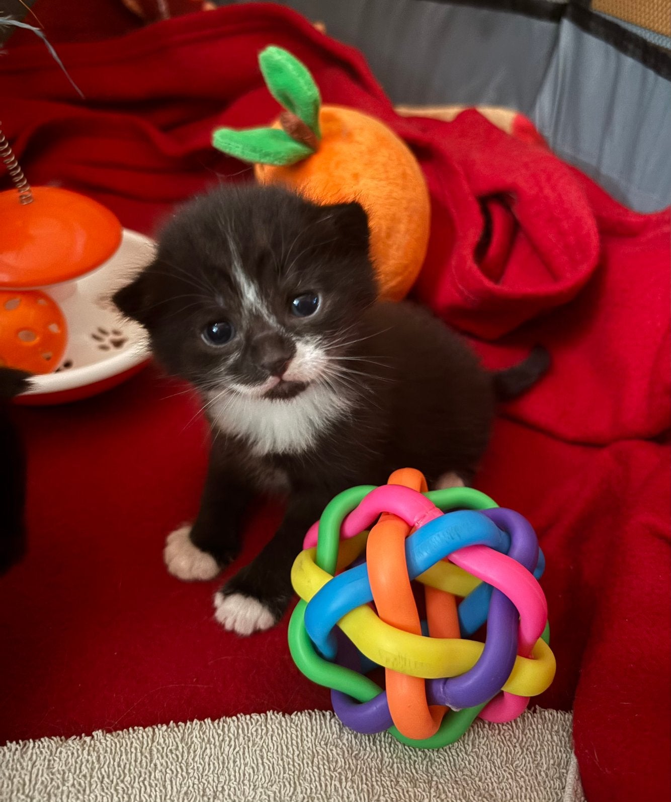 Lieve halve Britse korthaar kittens, Dieren en Toebehoren, Katten en Kittens | Raskatten | Korthaar, Meerdere dieren, Ontwormd