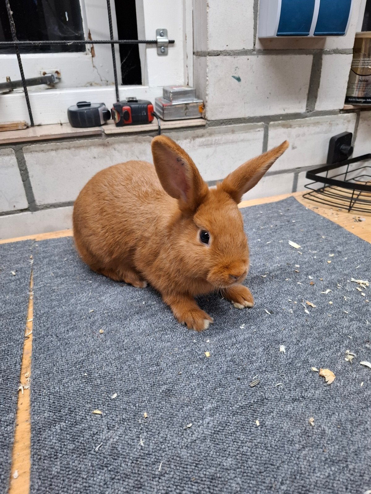 Thrianta konijn, Dieren en Toebehoren, Konijnen, Mannelijk, Dwerg, 0 tot 2 jaar