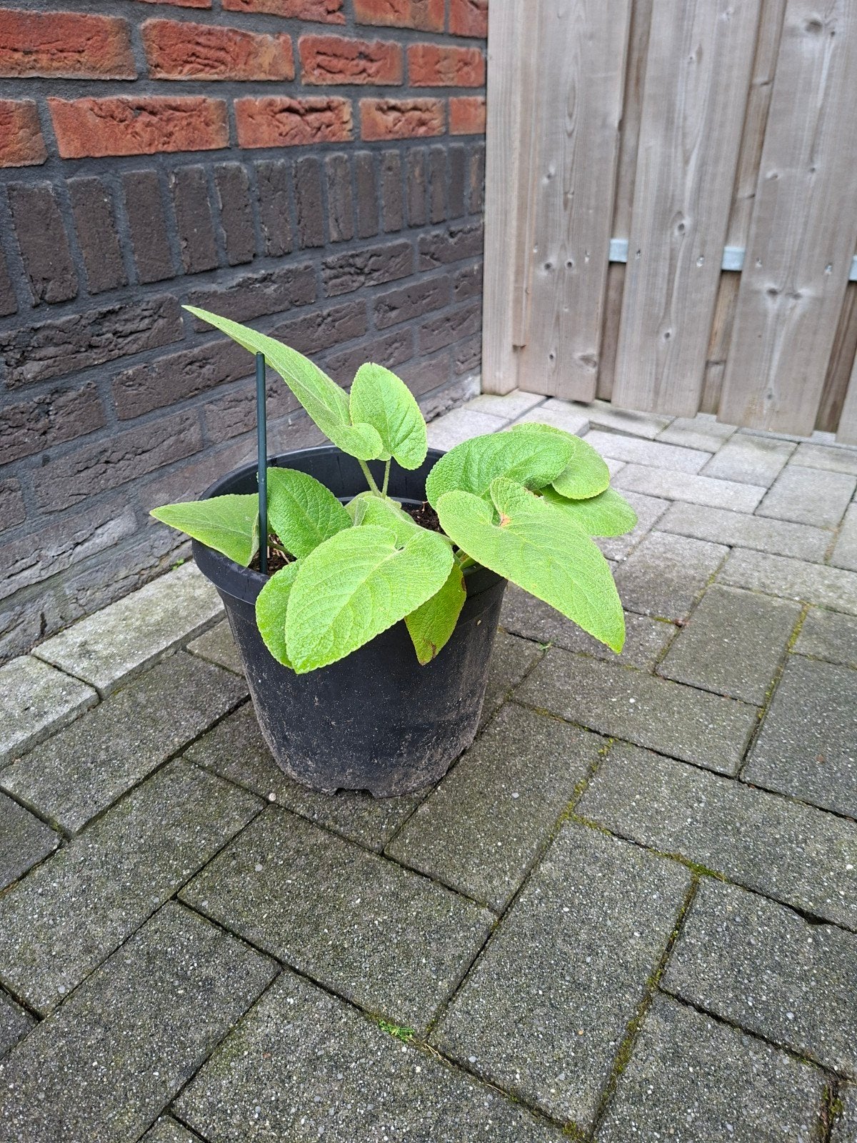 Brandkruid Phlomis russeliana stek - Sterke plant, slakvrij, Tuin en Terras, Planten | Tuinplanten, Volle zon, Vaste plant, Zomer