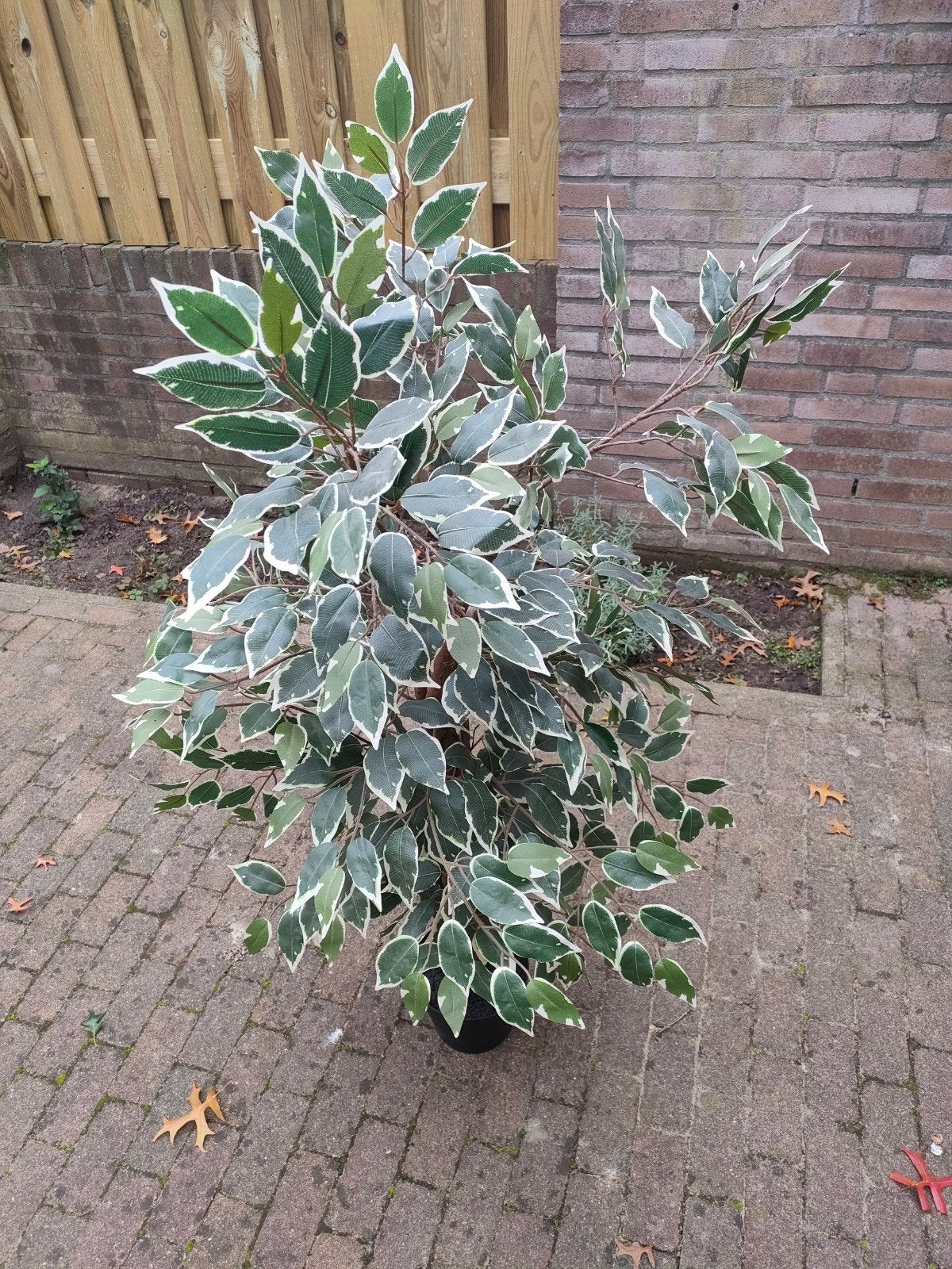 kunstplant ficus, Ophalen, Gebruikt