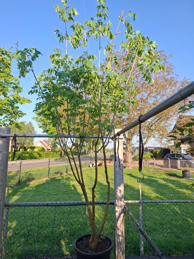 meerstammige bijenboom Tetradium daniellii 300-350 cm, Ophalen, Zomer, In pot, Volle zon