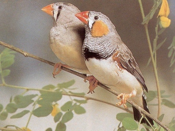 Zebravinken | Veel keuze in Tropische vogels, Meerdere dieren, Tropenvogel