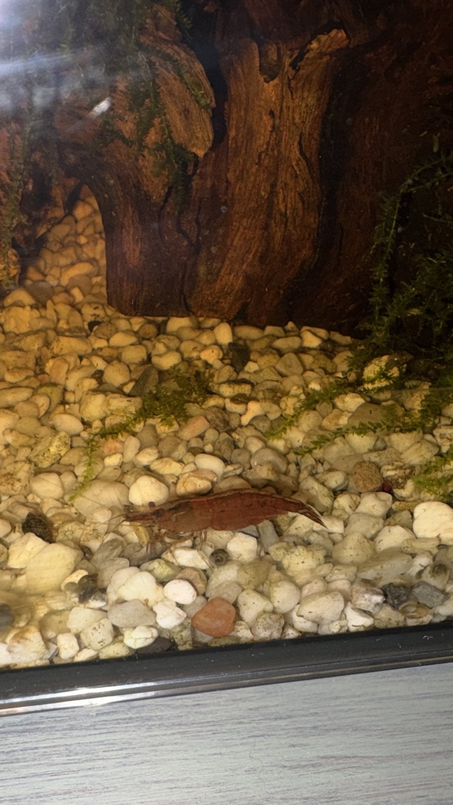 4 jonge guppy’s (GRATIS) en een garnaal, Dieren en Toebehoren, Kreeft, Krab of Garnaal