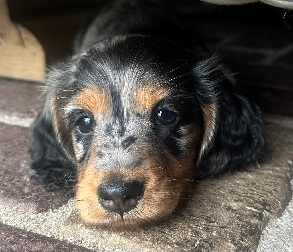 Langh zw. getijgerde kaninchen/dwerg teckelpup reu STAMBOOM, Dieren en Toebehoren, Honden | Teckels en Dashonden, Kaninchen, Parvo