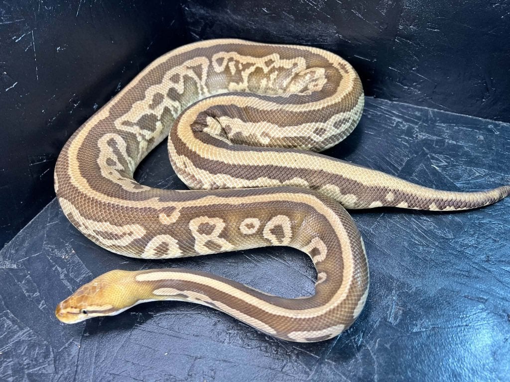 Ball python 0.1 Leopard pastel mojave DH pied/clown bewezen Ball Python - female for sale from shirley sterckx