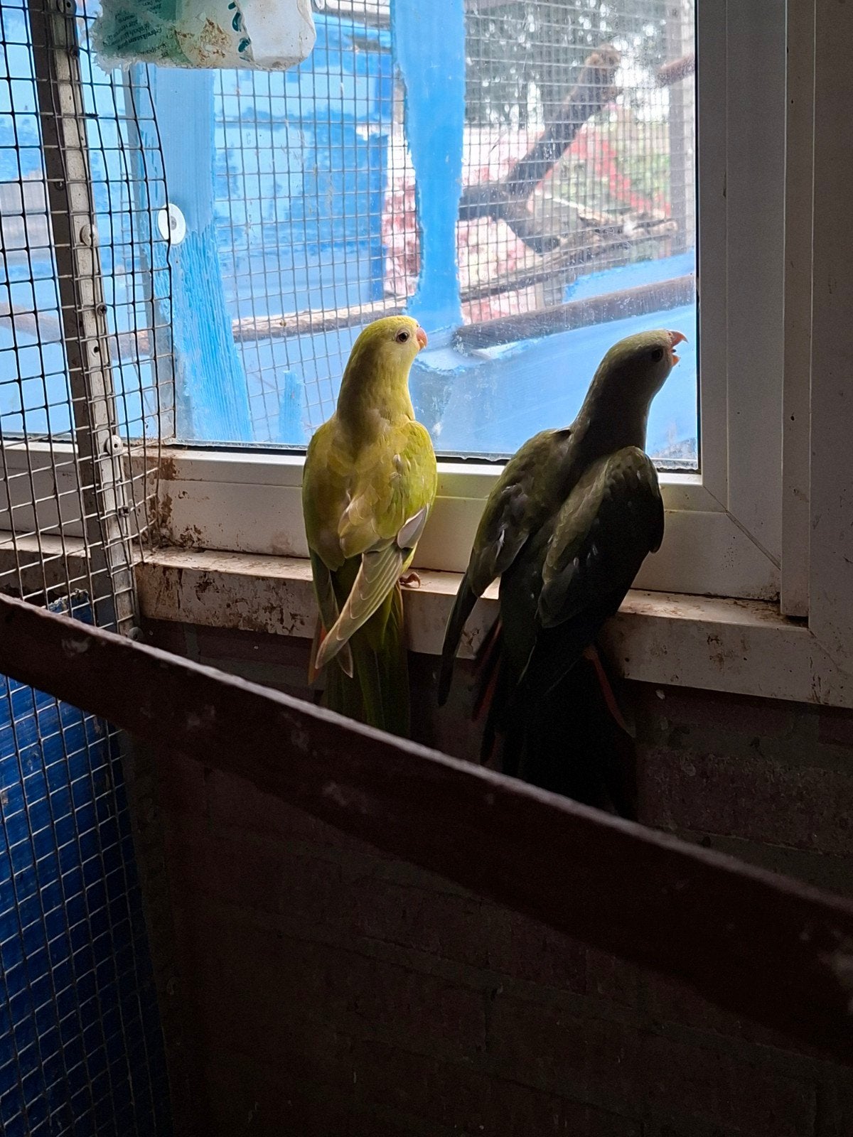 2 barraband mannen mutatie, Mannelijk, Parkiet
