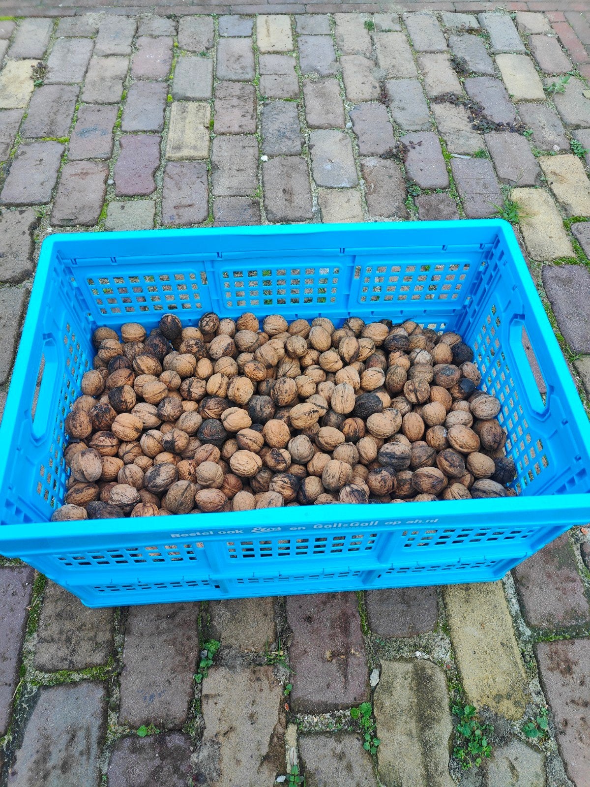 Verse walnoten - Onbehandeld en puur natuur, Ophalen of Verzenden