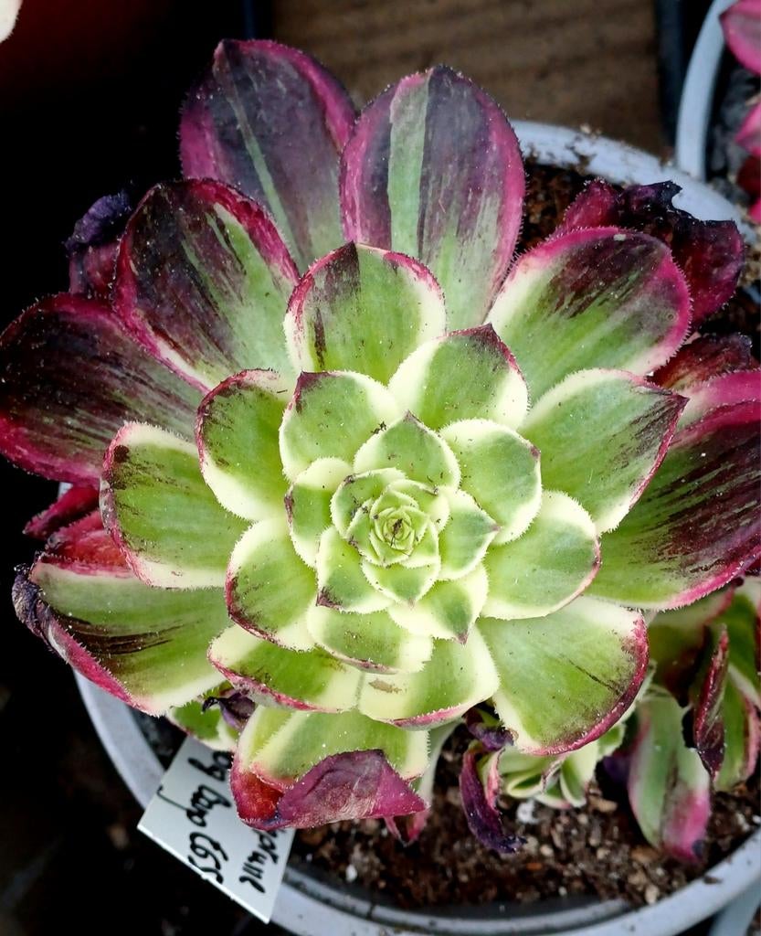 Aeonium neptune big bang - nieuwe variëteit, Ophalen of Verzenden, Halfschaduw, Minder dan 100 cm