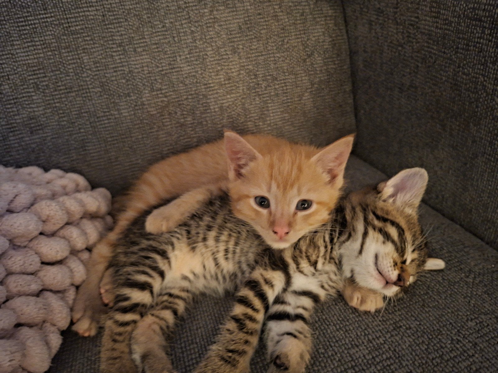 2 rode kittens, poesjes. Gevaccineerd, Dieren en Toebehoren, Katten en Kittens | Overige Katten, Poes, Kortharig, 0 tot 2 jaar