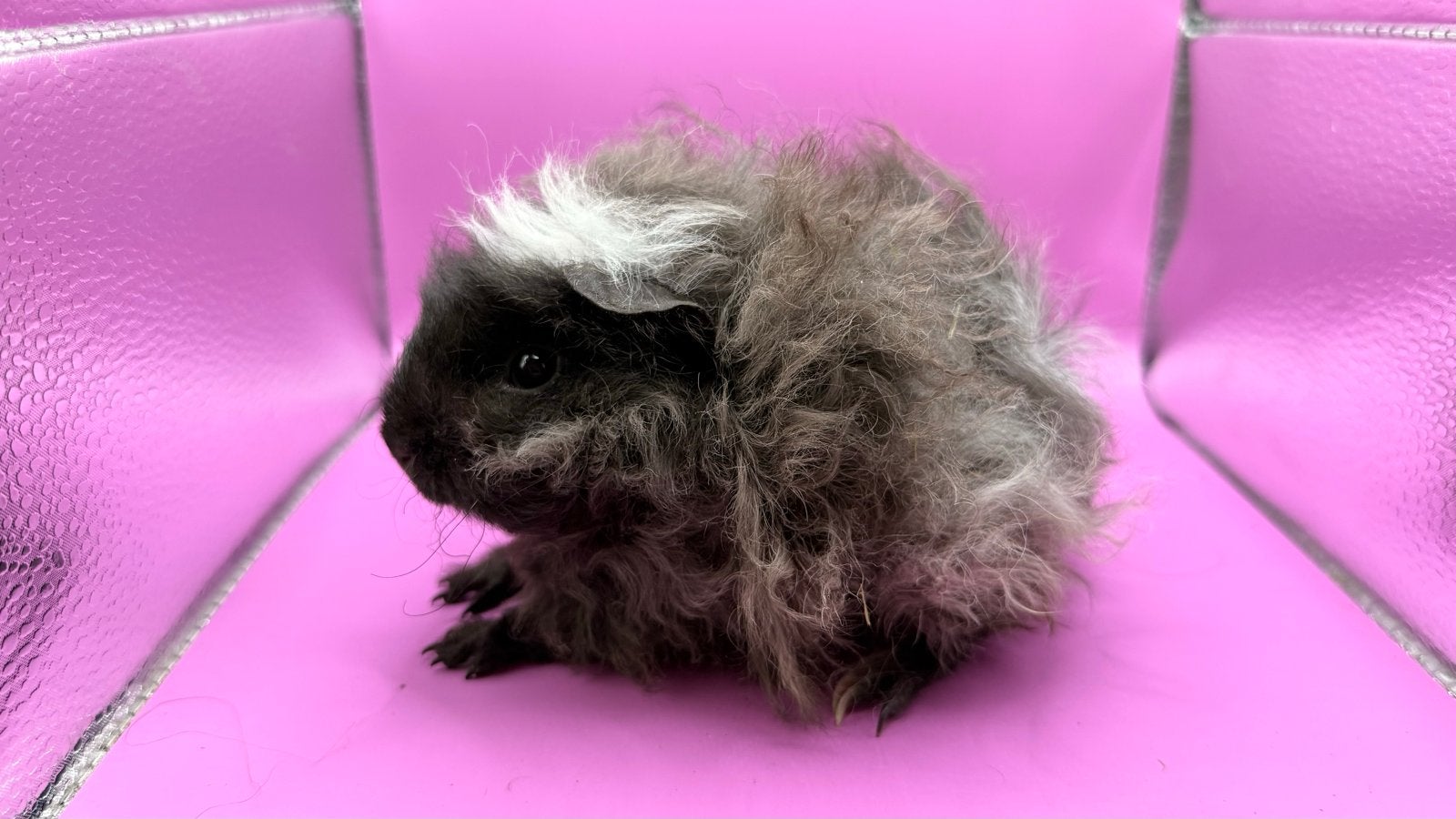 Cavia Lunkarya Mappie zeug, Dieren en Toebehoren, Cavia, Augustus, Vrouwelijk, Tam