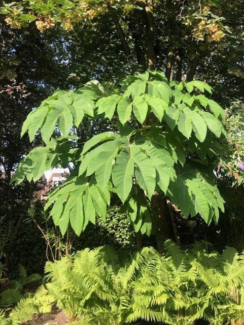 Tetrapanax papyrifer 'Rex', Vaste plant, Halfschaduw, Zomer, Ophalen