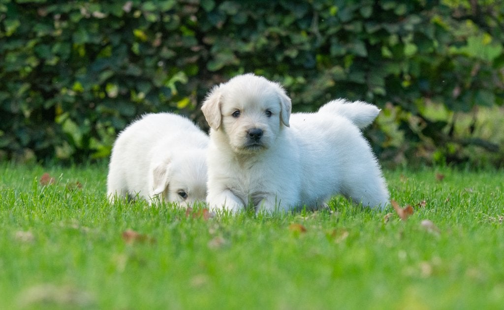 prachtige golden retriever pups, Golden retriever, Nederland, CDV (hondenziekte), 8 tot 15 weken