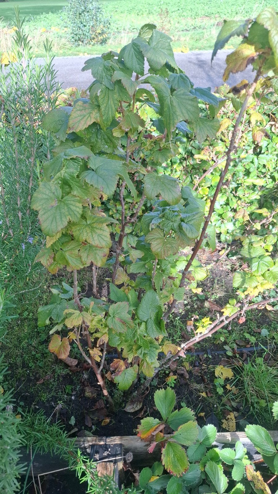 Ribes plant - Zwarte bessen voor uw tuin, Ophalen, Volle zon, Vaste plant, Fruitplanten