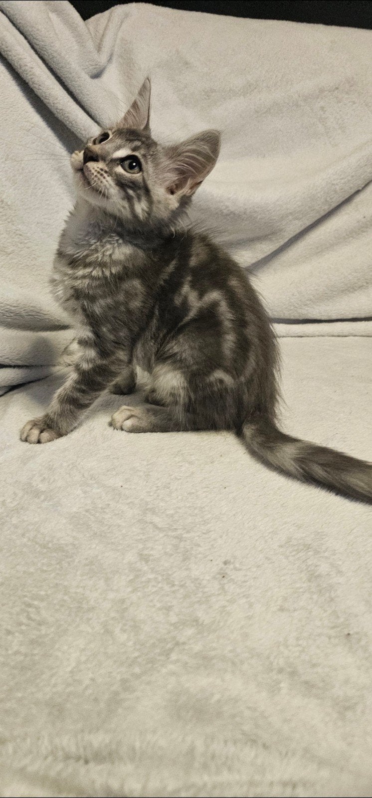 maine coon x bengaal kittens 12 weekjes oud van 16 juli 2026, Meerdere dieren, Gechipt, 0 tot 2 jaar