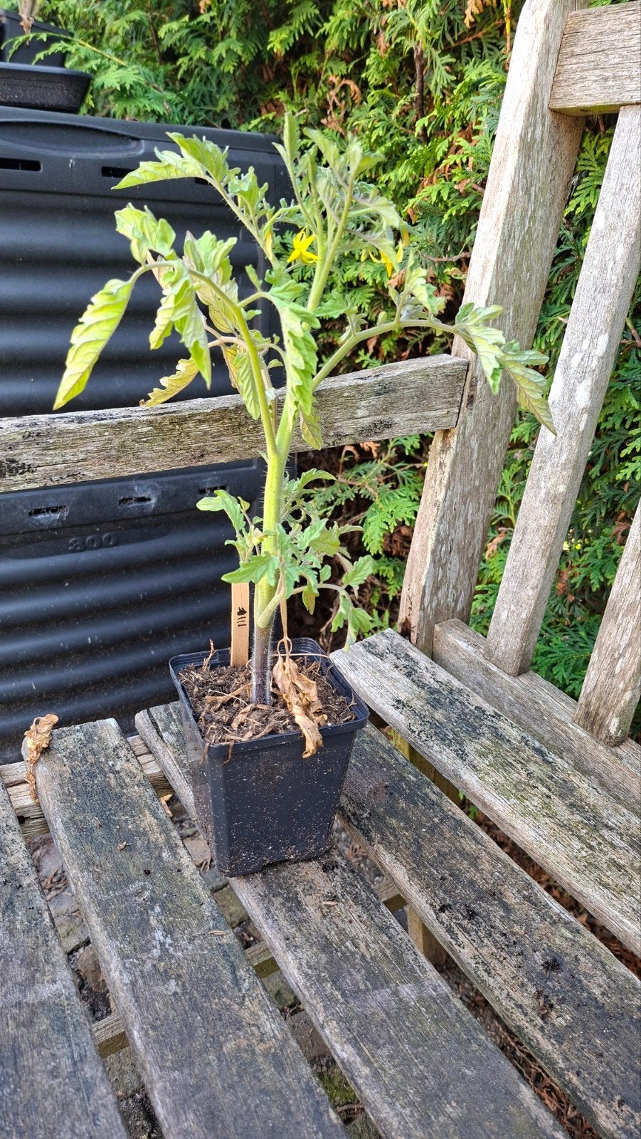 Tomatenplant Ambrosia Giant (Heirloom), Tuin en Terras, Planten | Tuinplanten, Ophalen, Eenjarig, Groenteplanten, Volle zon
