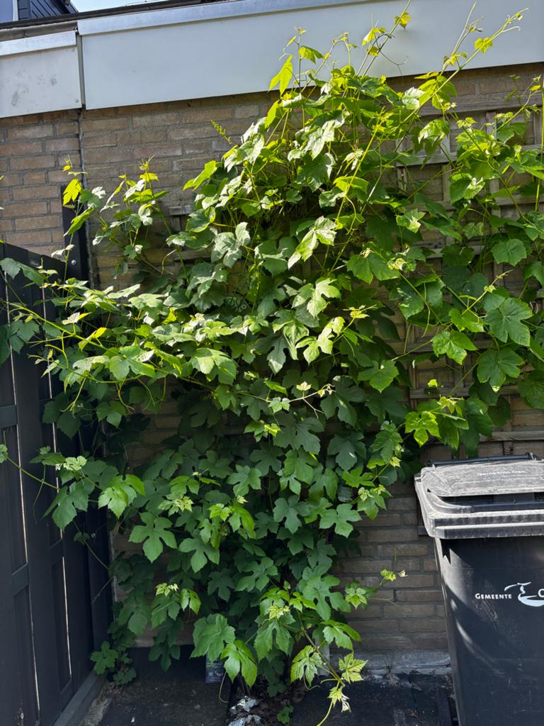 2 druivenstruiken - Onbekende leeftijd, klaar voor uw tuin, Ophalen, Fruitplanten