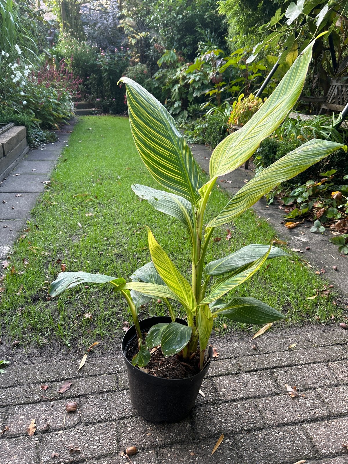 Canna Pretoria met prachtige geelgroene bladeren, Ophalen, Vaste plant, Volle zon