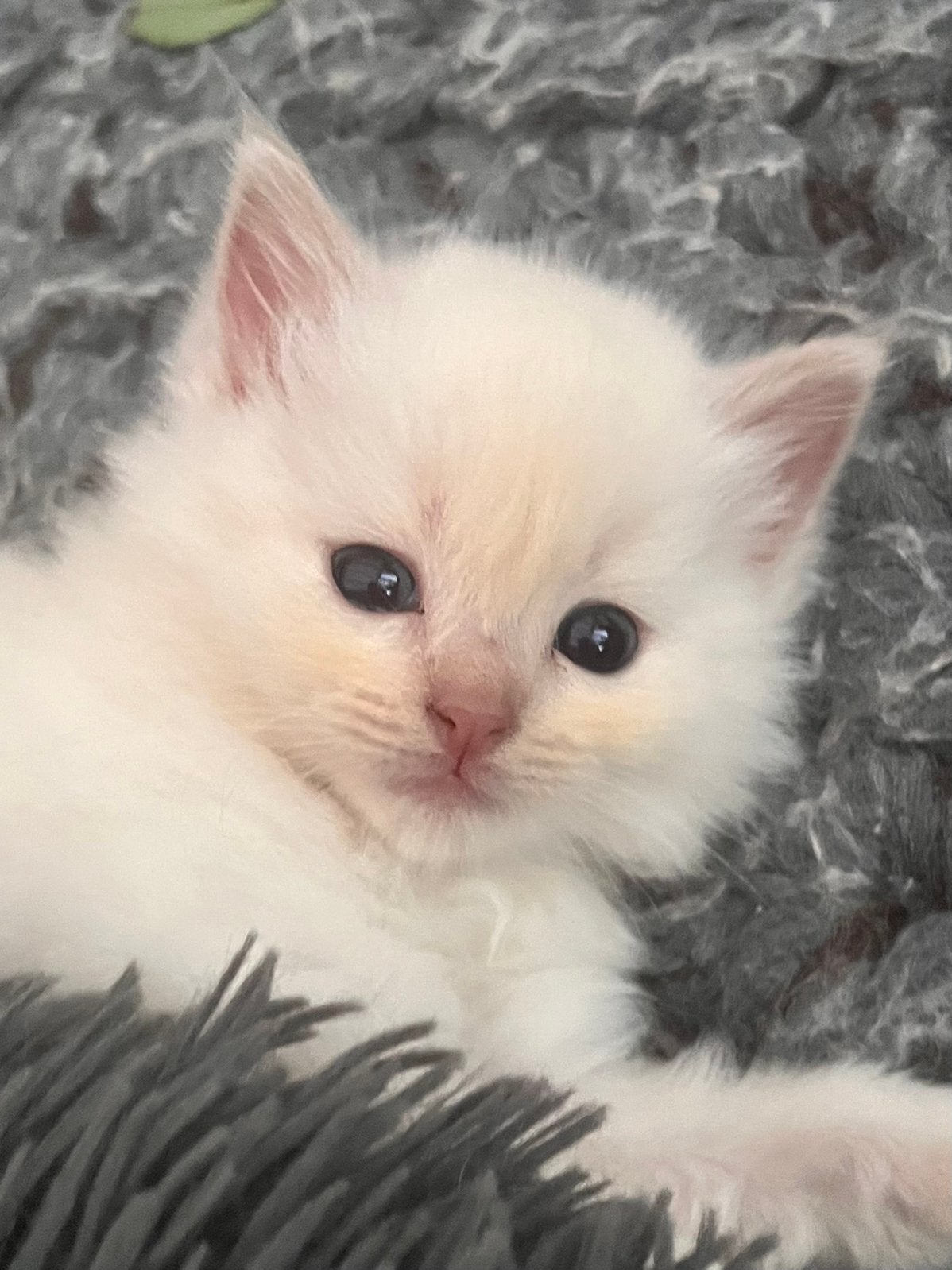 Ragdollkittens met stamboom, getest, zeldzame kleuren, fawn, Meerdere dieren, Langharig, 0 tot 2 jaar