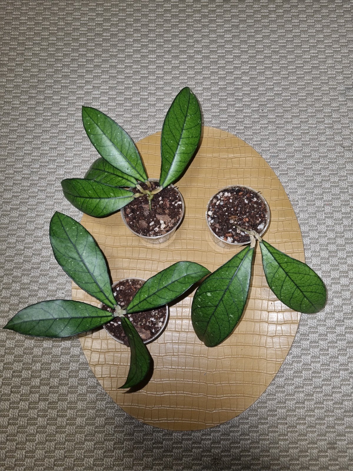 Hoya crassipetiolata, Ophalen of Verzenden, Halfschaduw, Minder dan 100 cm