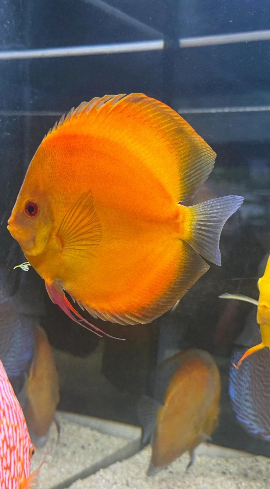 Prachtige Oranje Red Melon Discus17cm-Grote,Gezonde Topper!