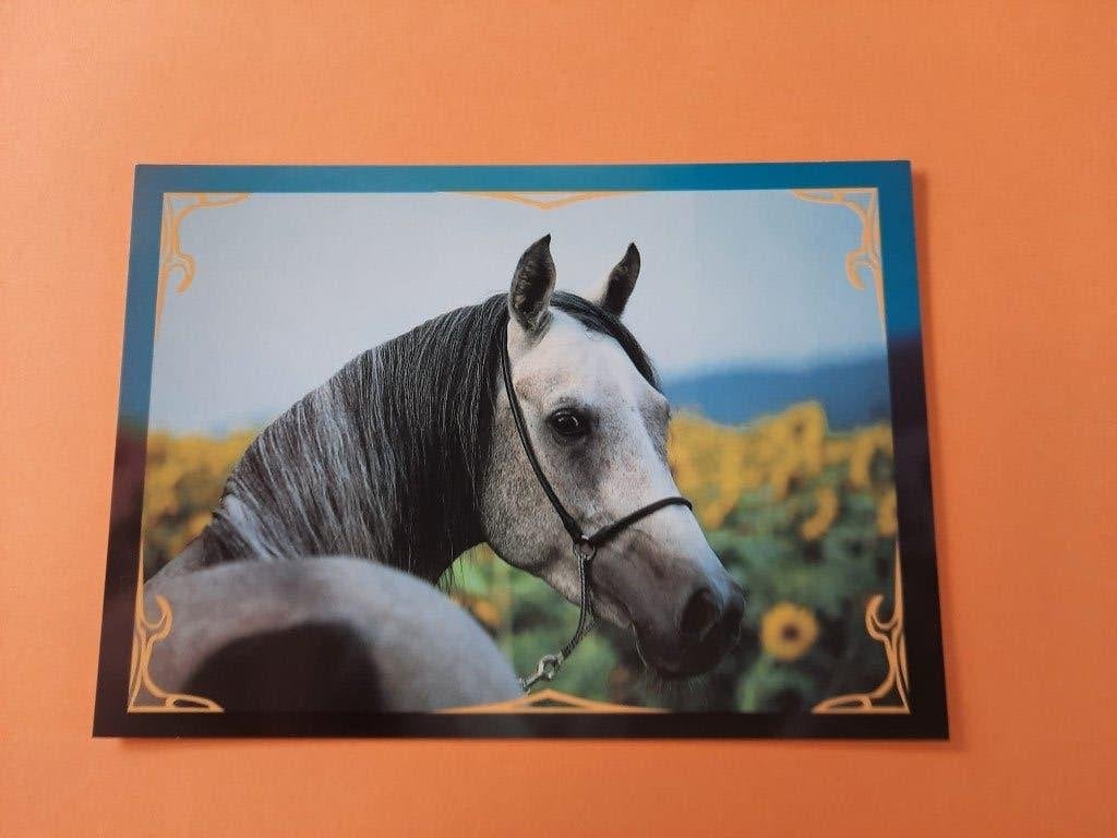 ansichtkaart kaart paard veulen, Verzamelen, Ophalen, 1980 tot heden, Ongelopen, Paard
