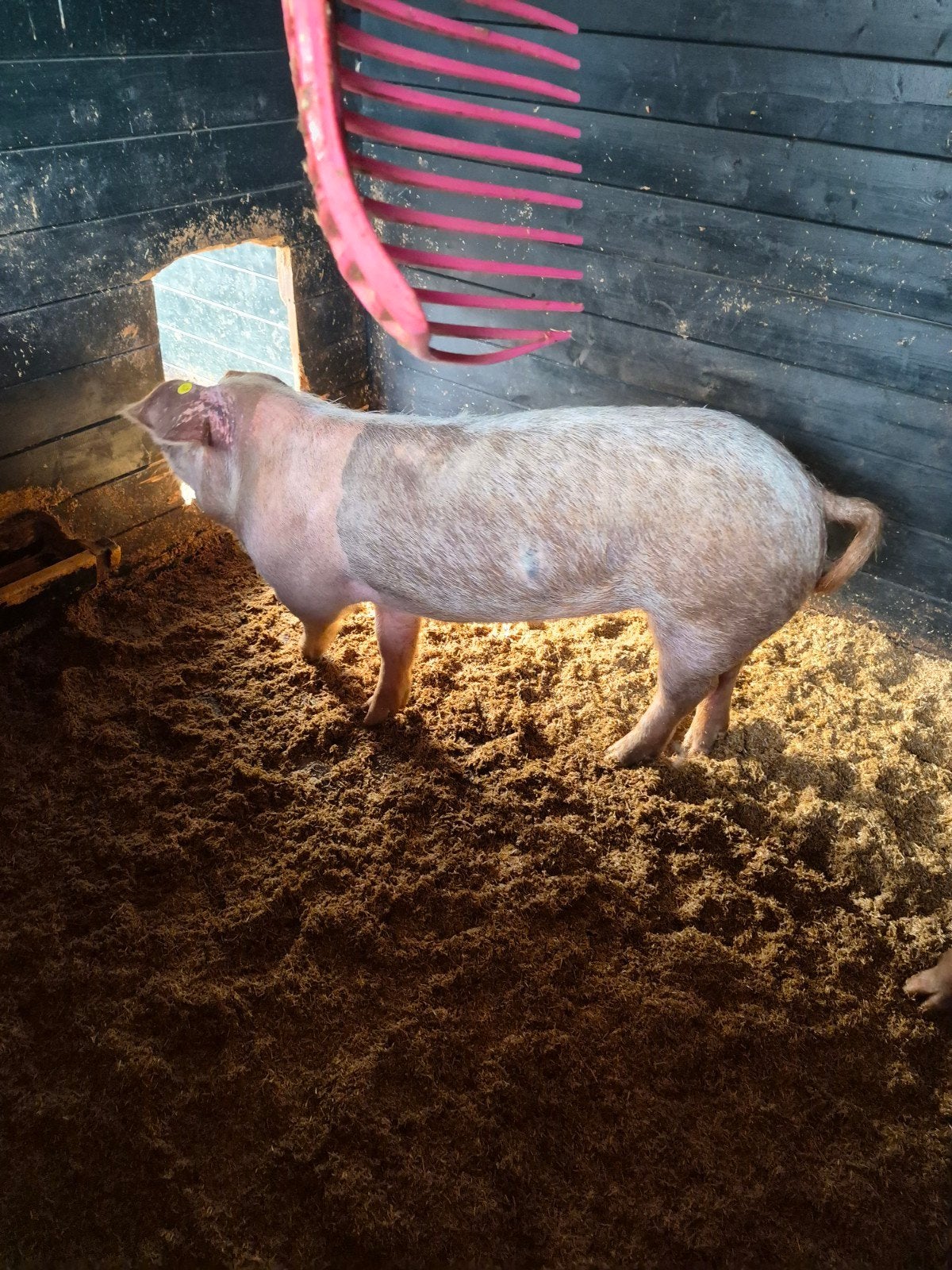 varkens, Meerdere dieren, Geit
