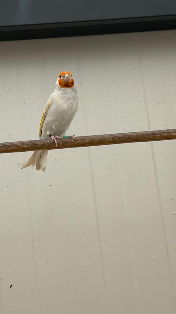 Majoor putters, Dieren en Toebehoren, Vrouwelijk, Wildzangvogel, Geringd