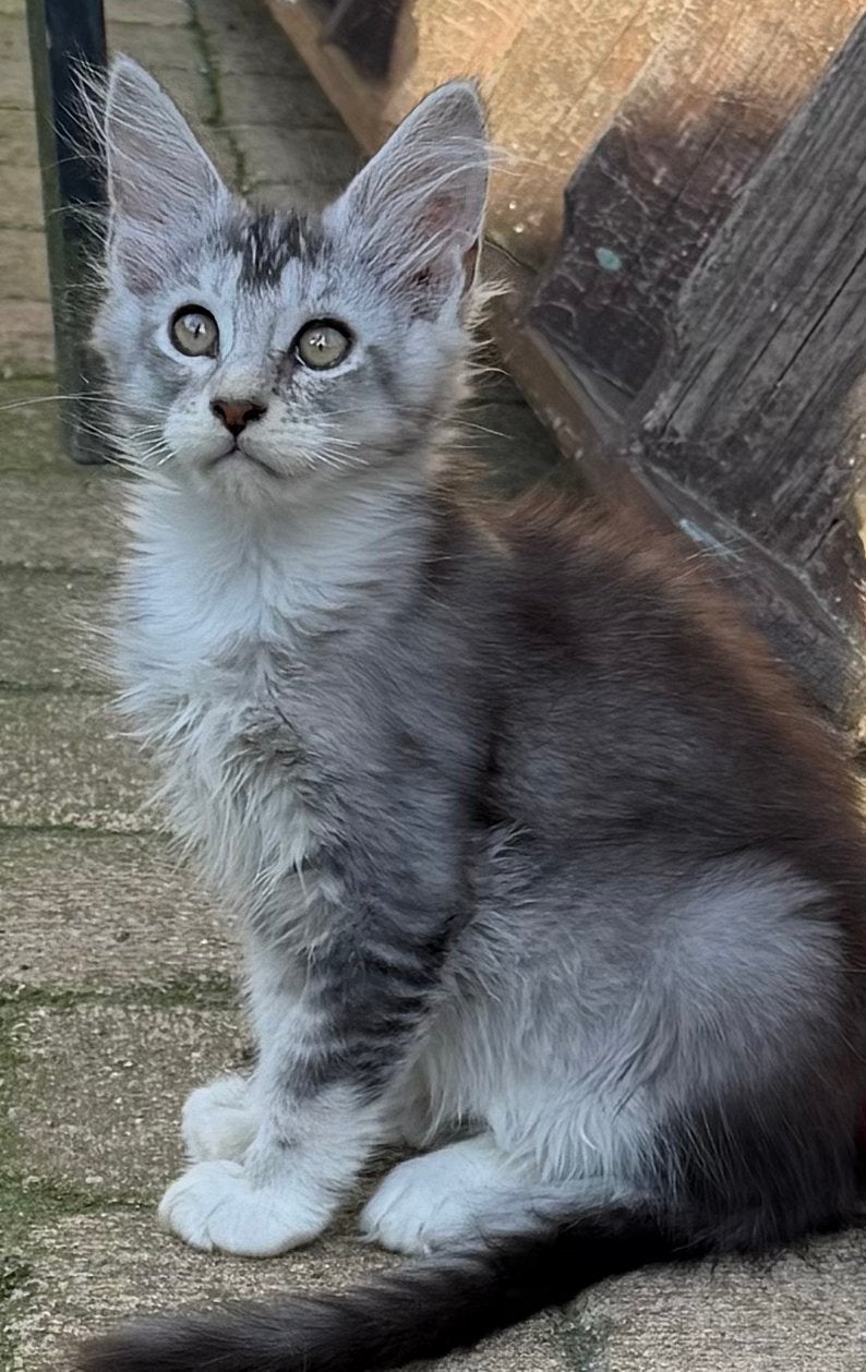 Prachtig black silver white Maine Coon katertje, Kater, Met stamboom, 0 tot 2 jaar