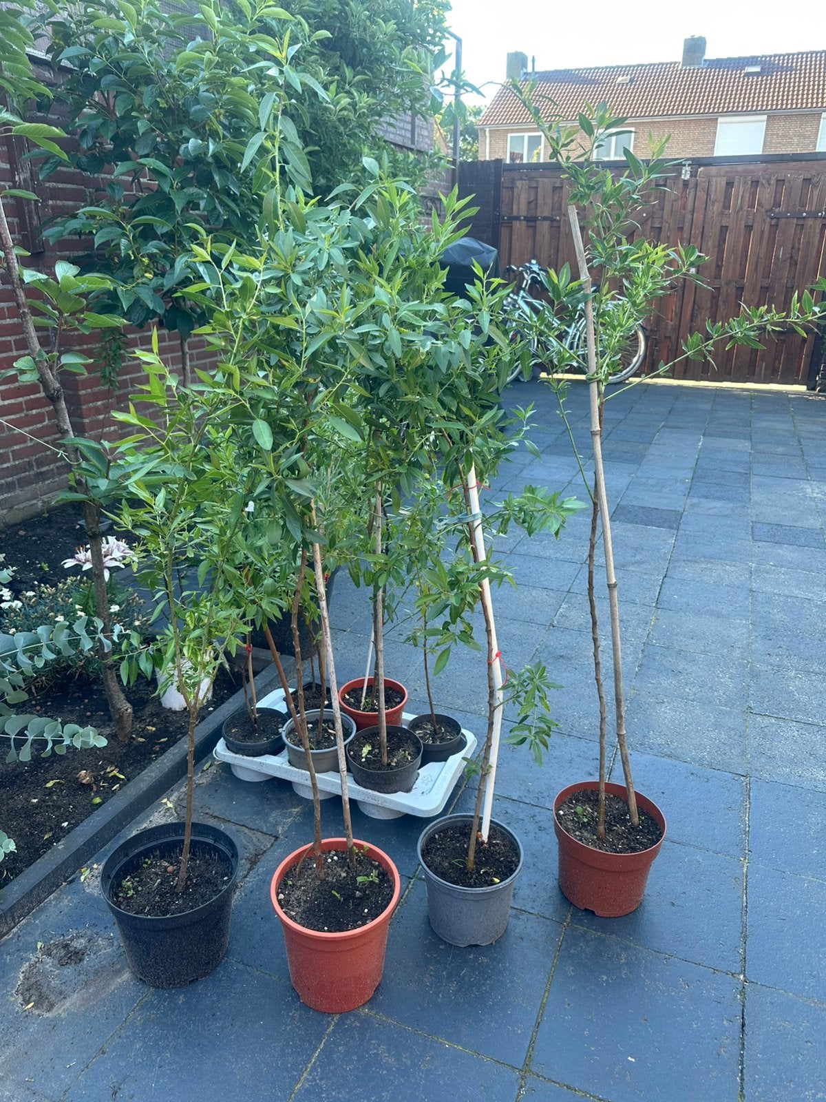 Amandelboom, Tuin en Terras, Planten | Bomen, Ophalen, Volle zon, Overige soorten, 100 tot 250 cm