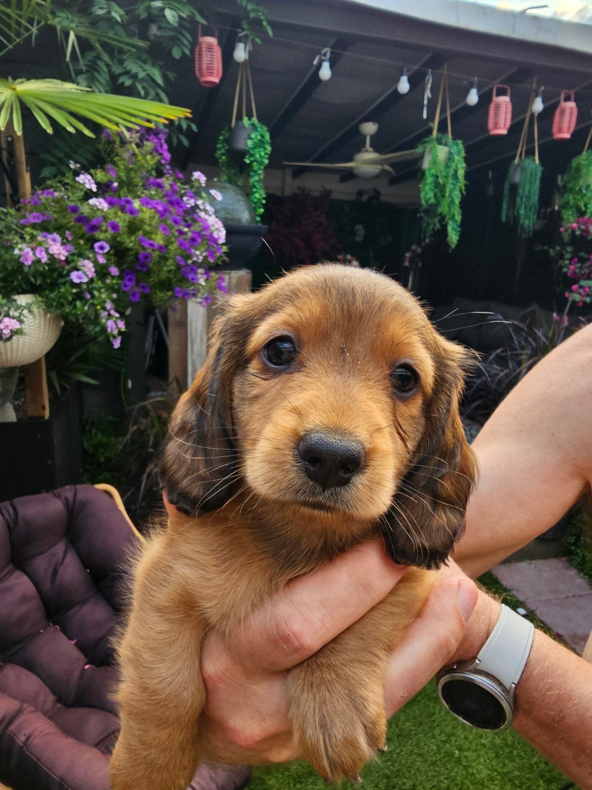langhaar dwerg teckel pups, Parvo, 8 tot 15 weken, Dwerg, Langhaar