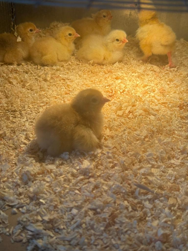 Kuikens grote brahma, Dieren en Toebehoren, Pluimvee, Meerdere dieren, Kip