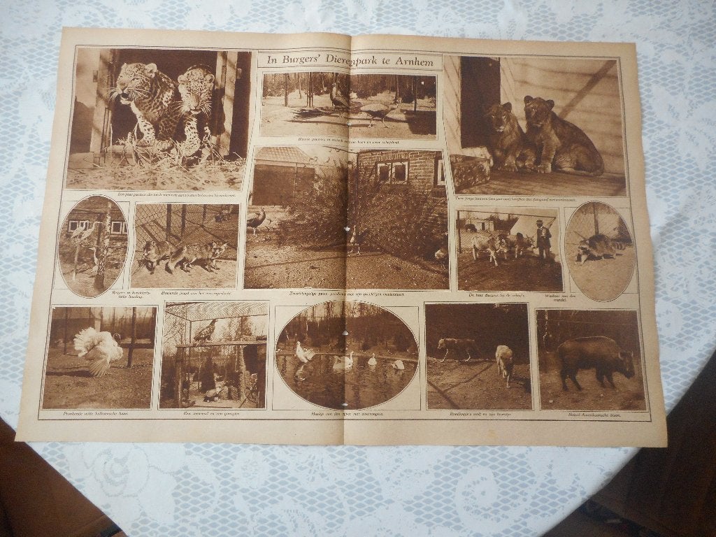 Arnhem. Burgers Dierenpark. 1926., Verzamelen, Ophalen of Verzenden, 1920 tot 1940, Nederland, Knipsel(s)