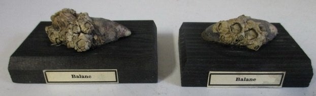 twee fossielen, vulkaantjes Balanus Perforatus, Verzenden