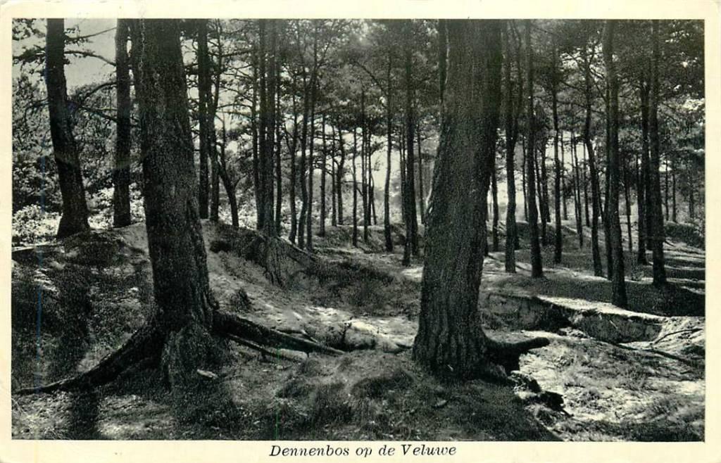 381-324-001 Dennenbos op de Veluwe, Verzenden, Voor 1920, Gelderland