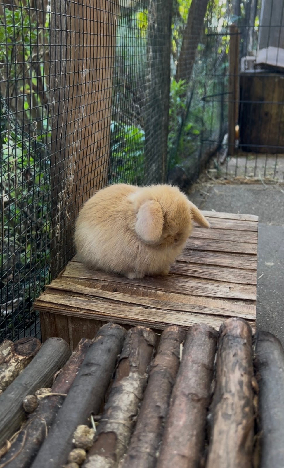 Super lief, tam en geweldig knap minilop konijntje, rammetje, Dieren en Toebehoren, Mannelijk, Dwerg