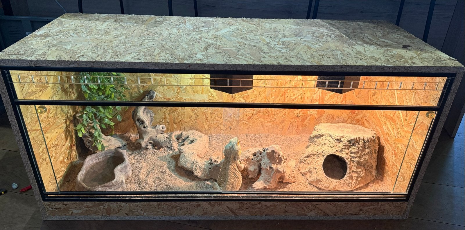 Baardagaam met terrarium, Hagedis, Met terrarium, 3 tot 6 jaar