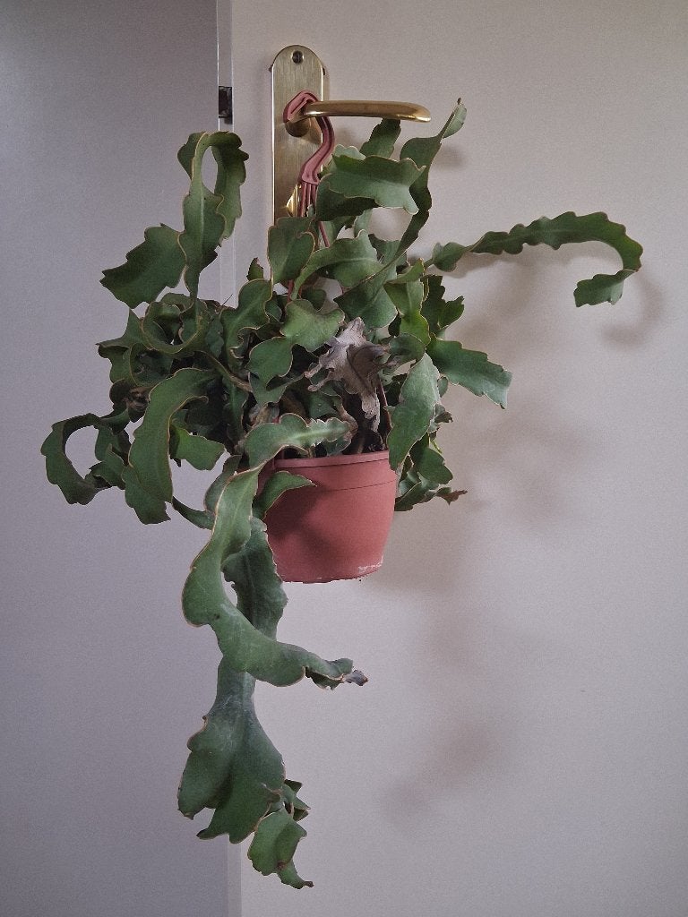 Epiphyllum Guatemalense -Krulbladcactus/Zaagcactus/Hangplant, Ophalen, Vetplant, Halfschaduw, Minder dan 100 cm