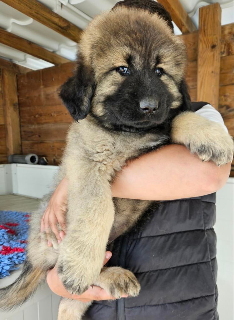 Schitterende KAUKASISCHE OWCHARKA / herder  pups, Parvo, Nederland, Overige rassen, 8 tot 15 weken