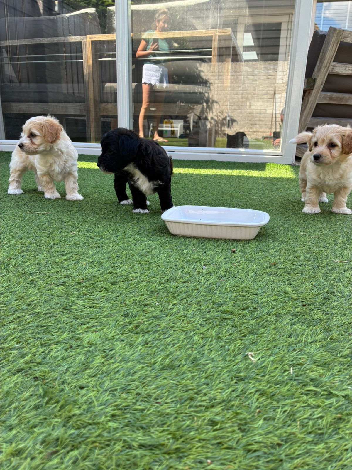 Maltipoo pups, 8 tot 15 weken, Parvo, Meerdere, Meerdere dieren