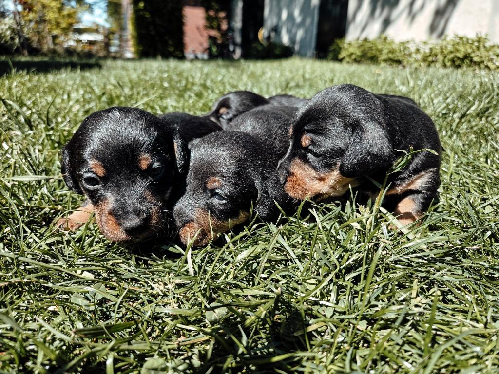 Jack Russell x Teckel pups te koop, Dieren en Toebehoren, Jack Russell Terriër, Meerdere, Meerdere dieren, Nederland