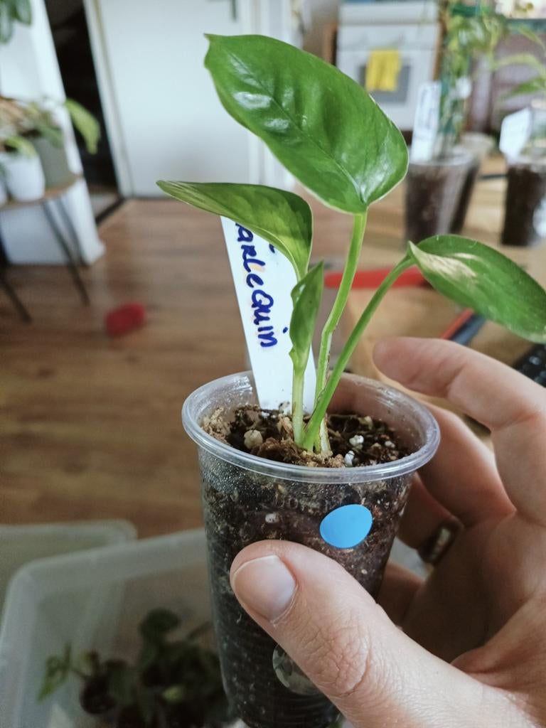 Epipremnum Harlequin, Overige soorten, In pot, Minder dan 100 cm, Groene kamerplant
